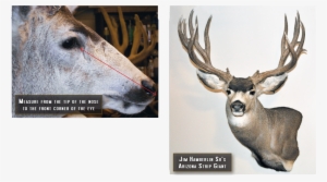 Eye Measure And Mount Mounted Deer - Eye