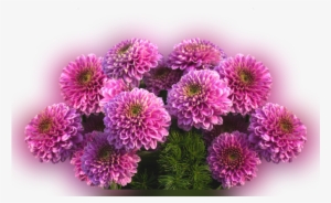 Color Palette Ideas From Flower Aster Purple Image - Dahlia
