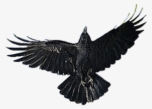 Crow Free Png Transparent Background Images Free Download - Sticker