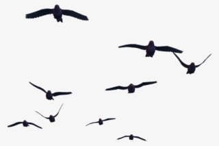 Flying Crow Png - Birds For Photoshop Png