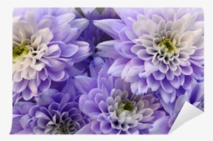 Macro Of White And Blue Flower Aster Wall Mural • Pixers® - Dahlia