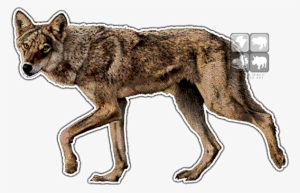 Indian Wolf Art Decal - Wolves Of The World
