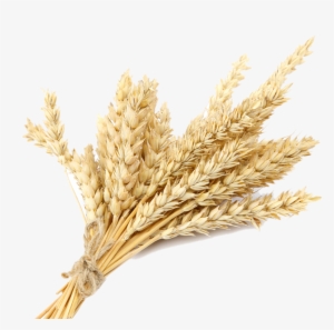 Based - Khorasan Wheat