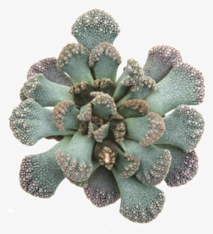 Titanopsis Calcarea 'jewel Plant' - Succulent Plant