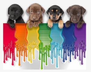 "all Puppies And Rainbows That Remains To Be Seen - Cloel Champú Especial Cachorros 250ml