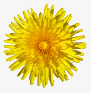 Dandelion - Single Sunflower