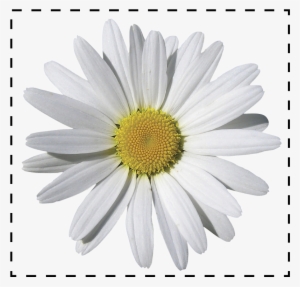 Daisy Png Tumblr - Chamomile Png