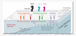 Schematic Of Major Physical And Biogeochemical Processes - Scripps Institution Of Oceanography