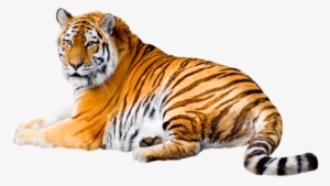 Tiger Pictures, Tiger Images, Clipart, Animation Flash, - Tiger Png