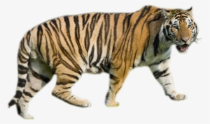 Tigre Blanc Magnifique Teg - Louisiana State University