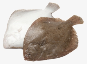 Rombo Fresco - Brill Fish