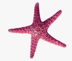 #pink #starfish #transparent #animal #request - Pink Starfish Transparent