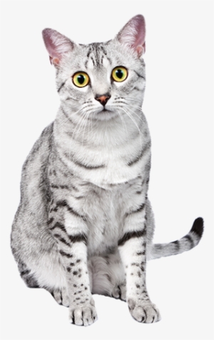 Why Choose An Egyptian Mau Cat To Be The Star Of Your - Egyptian Maus (cool Cats)