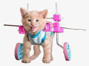 Animalhappy Cat - Cat In Wheelchair Png