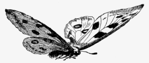 Butterfly Download - Butterfly Vintage Black And White Illustration