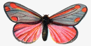 Euchelia Jacobaeae Moth 001 - Butterfly