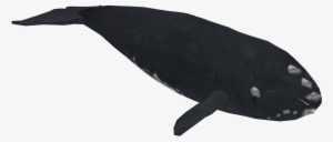 North Atlantic Right Whale - Whale