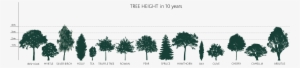 How Tall Will My Tree Grow - Pine Tree Silhouette