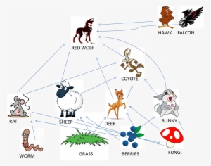 Food Web - - Red Wolf Food Chain