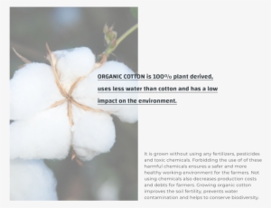 Organic Cotton New - Raw Cotton