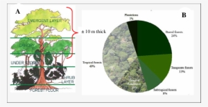 Tropical Rainforest Proportion And Its Forest Canopy - Porcentaje De Bosques En El Mundo