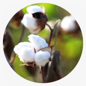 Cotton - Stock Photography
