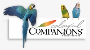 Colorful Companions Header-01 - Millet