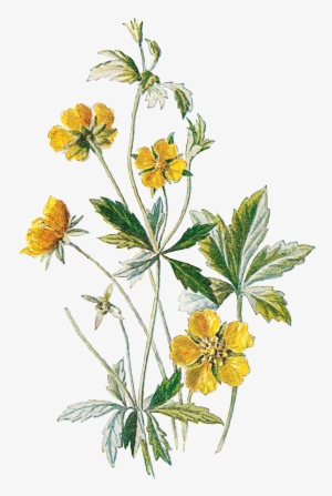 Wildflower Clipart Botanical Illustration - Wildflower Botanical Illustration