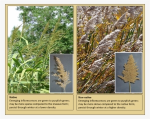 Phragmites - Common Reed