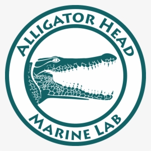 The Alligator Head Marine Lab, Established In March - National University Of Mongolia Png