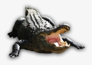 Alligator Png Transparent Hd Photo - Cocodrilos Png