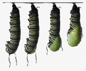 Becoming A Chrysalis - Butterfly Caterpillar Monarch I Ytimg