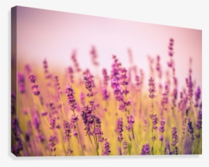 Beautiful Sunset Lavender Flowers Canvas Print - Canvas Print