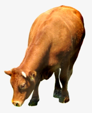 Clip Art Of Red Cow - Cow Eating Grass Png
