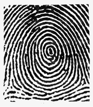 This Image Used For Decorative Purposes Only - Plain Whorl Fingerprint
