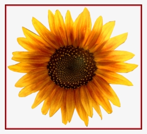 Astonishing Girassol Flores Png Vector Festa Marsha - Sunflower Png