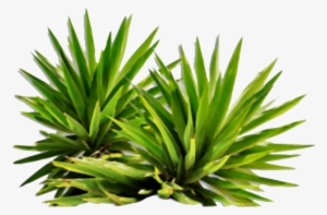 Sign In To Save It To Your Collection - Plants Png