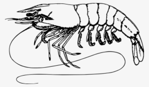 Animal Crustacean Food Ocean Prawn Sea She - Clip Art Shrimp Black And White