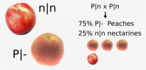 Allelic State Of Several Peach & Nectarine Cultivars - Fresh California Grown Nectarines