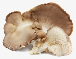 Edible Mushroom Png Image Background - Mushroom Oyster Brown