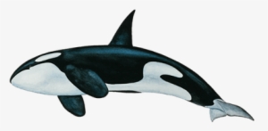 Killer Whale Png Png