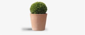 Decorative Plant - Flowerpot