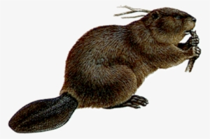 Free Png Mouse Png Images Transparent - Beaver Png