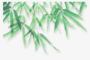 Bamboo Leaf Png Photo - Leaf Png With Shadow