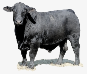 Homepage Bull - - Brangus Cattle For Sale In Florida