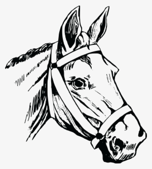 870 Free Clipart Of A Horse Head - Horse Head Illustration Png