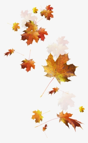 Falling Autumn Leaves Png Image - Autumn Leaves Transparent Png