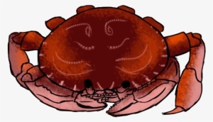 A Crab - Dungeness Crab