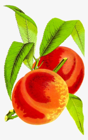 Antique Peach Clipart - Peach Cobbler Clip Art