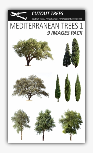 Pin By Cutout Trees On Mediterranean Trees Png - Tree